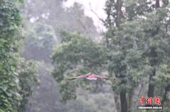 卫星追踪护航 重庆救助凤头鹰重返自然